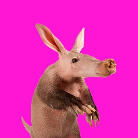 Aardvark